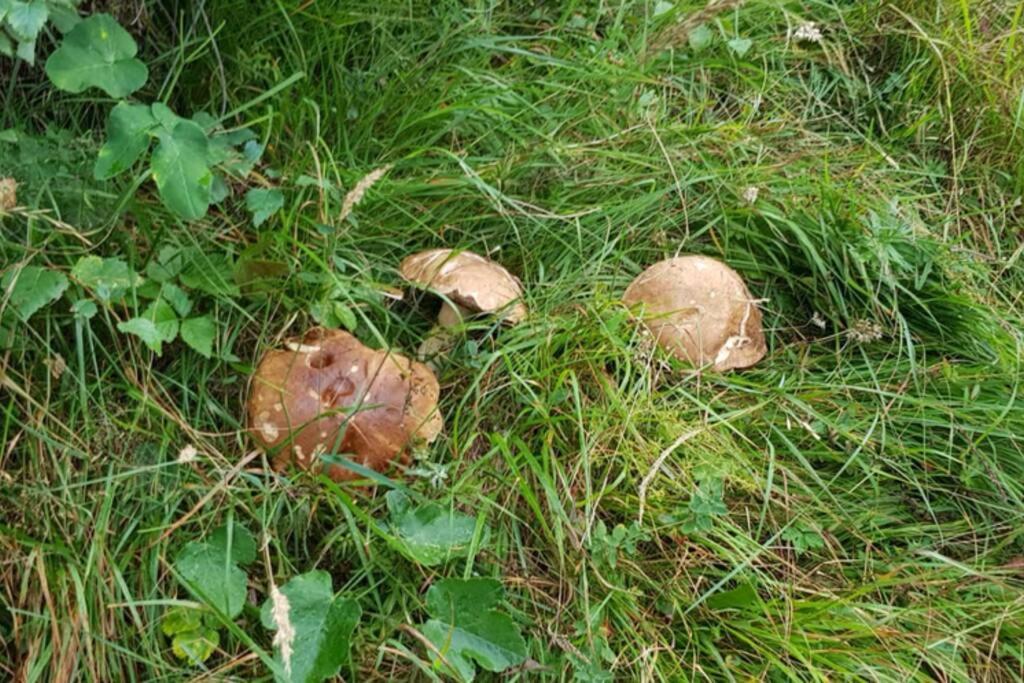 Wulli In Der Naehe Der Skianlagen षाले